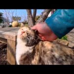 港で出会った三毛猫に導かれて…坂の途中の屋外猫カフェへ行く奇跡の時間(YouTube)