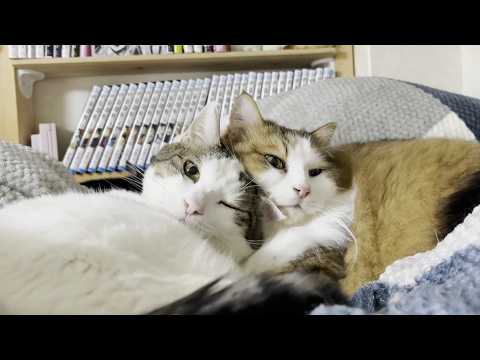 西川の布団で一家そろって猫団子になる猫(YouTube)