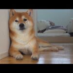 柴犬はママの異変に気づきました。(YouTube)