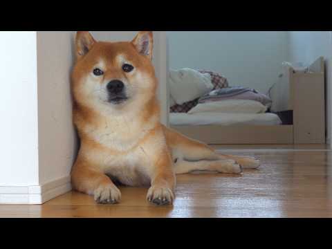 柴犬はママの異変に気づきました。(YouTube)