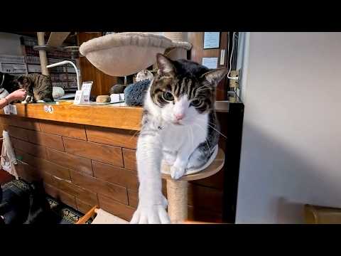 【猫旅館】朝のちゅーるタイムが楽し過ぎる(YouTube)