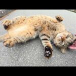 橋を渡っていたら、キジトラ猫がお腹を見せつけて甘えてきた(YouTube)