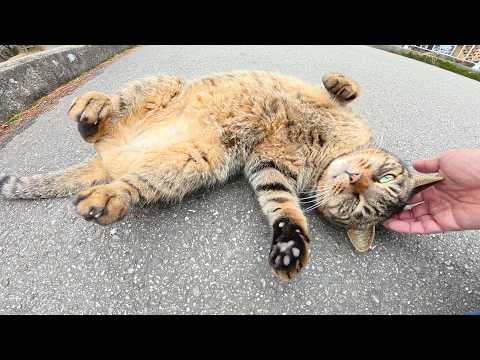 橋を渡っていたら、キジトラ猫がお腹を見せつけて甘えてきた(YouTube)