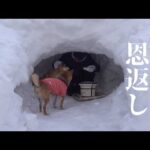 記録的大雪でできたかまくらで、柴犬にささやかな恩返しを(YouTube)
