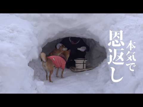 記録的大雪でできたかまくらで、柴犬にささやかな恩返しを(YouTube)