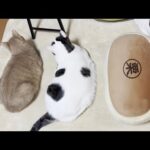 ホットカーペットを満喫する太猫(YouTube)