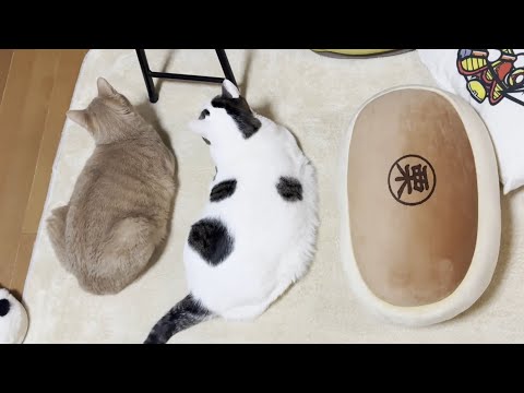 ホットカーペットを満喫する太猫(YouTube)