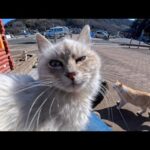 港の猫ハウスで出会った白い子猫が、そっと膝の上に…尊すぎる瞬間に癒やされた(YouTube)