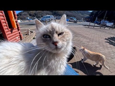 港の猫ハウスで出会った白い子猫が、そっと膝の上に…尊すぎる瞬間に癒やされた(YouTube)