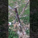 鎮火しました　ご心配おかけしました(YouTube)