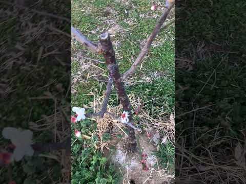 鎮火しました　ご心配おかけしました(YouTube)