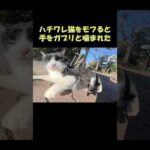 ハチワレ猫をモフると手をガブリと噛まれた #猫 #ねこ #cat(YouTube)