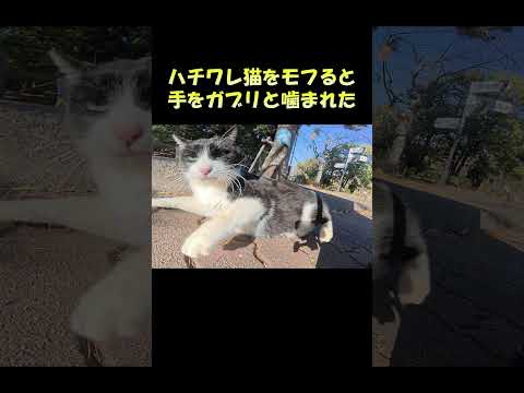 ハチワレ猫をモフると手をガブリと噛まれた #猫 #ねこ #cat(YouTube)