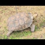 亀のお散歩(YouTube)