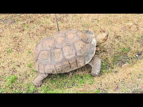 亀のお散歩(YouTube)