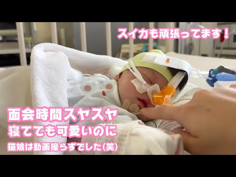 面会時間ずっとスヤスヤ  寝てるだけでも可愛い  スイカも頑張ってます   2026 02 01 2(YouTube)