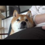 二ヶ月前に大怪我したママ…久々に柴犬が独占した結果が、これ(YouTube)