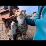 猫島の路地裏で石段に座ったら…気づけば猫たちに完全包囲された奇跡の時間(YouTube)