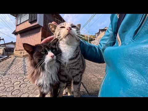 猫島の路地裏で石段に座ったら…気づけば猫たちに完全包囲された奇跡の時間(YouTube)