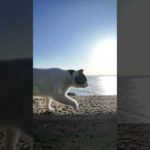 防波堤を歩く猫(YouTube)