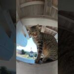 寺の門の上でくつろぐキジトラ猫を触ると怒られた #猫 #ねこ #cat(YouTube)