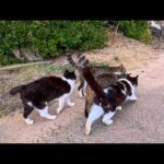 ぶつかり合いながら歩く猫たち(YouTube)