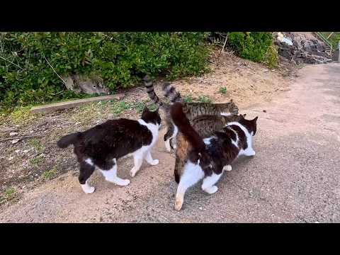 ぶつかり合いながら歩く猫たち(YouTube)