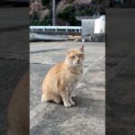 猫駆け寄って来た!(YouTube)