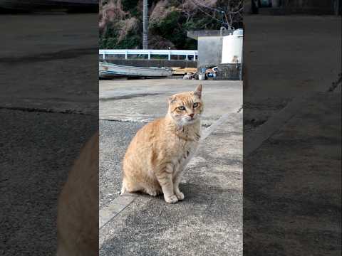 猫駆け寄って来た!(YouTube)
