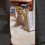 え？ヘディング？(YouTube)