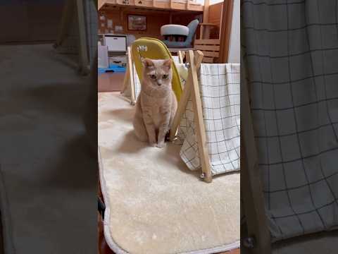 え？ヘディング？(YouTube)