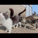 甘えん坊の4匹の猫が頭をグリグリし合ってナデナデの順番を競う(YouTube)