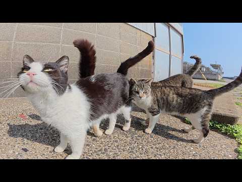 甘えん坊の4匹の猫が頭をグリグリし合ってナデナデの順番を競う(YouTube)