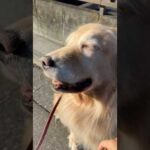 世界一優しくて美しい(YouTube)