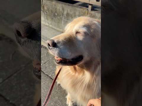 世界一優しくて美しい(YouTube)