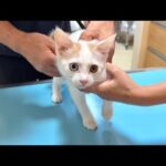 何も知らずに病院に連れて来られた子猫がワクチンを打たれたらビックリしてこうなっちゃいました…(YouTube)