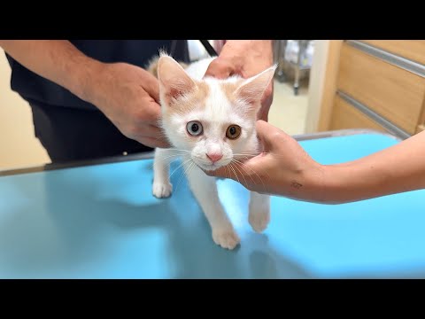 何も知らずに病院に連れて来られた子猫がワクチンを打たれたらビックリしてこうなっちゃいました…(YouTube)