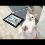 大事な額縁を粉々に割ってしまい現行犯逮捕された子猫がこうなっちゃいました…(YouTube)