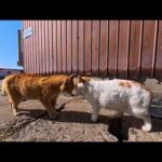 この猫たち…会うたびに喧嘩してる気がするんだけど、実は仲良し説ある？毎回始まる猫ドラマ(YouTube)