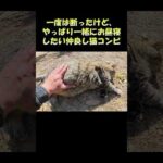一度は断ったけど、やっぱり一緒にお昼寝したい仲良し猫コンビ #猫 #ねこ #cat(YouTube)