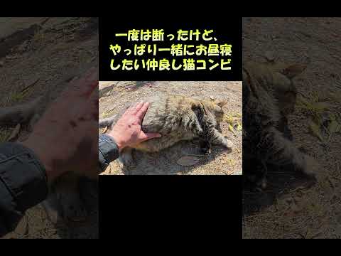 一度は断ったけど、やっぱり一緒にお昼寝したい仲良し猫コンビ #猫 #ねこ #cat(YouTube)