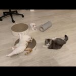 深夜3時に猫たちがこそこそ密会を開いてたので隠し撮りしてみたら…(YouTube)