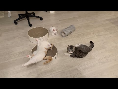 深夜3時に猫たちがこそこそ密会を開いてたので隠し撮りしてみたら…(YouTube)