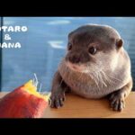 なんとも不思議でかわいい生き物。カワウソハナの日常　Hana the Otter’s Cute But DELINQUENT Personality(YouTube)