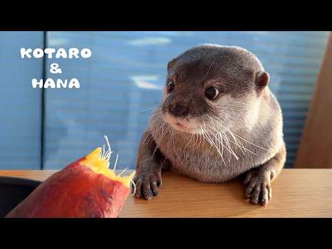 なんとも不思議でかわいい生き物。カワウソハナの日常　Hana the Otter’s Cute But DELINQUENT Personality(YouTube)