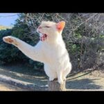 人間を見かけるとハイテンションで甘えてくる薄茶シロ猫ちゃん(YouTube)