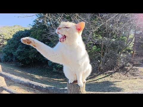 人間を見かけるとハイテンションで甘えてくる薄茶シロ猫ちゃん(YouTube)