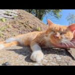 ドロボー髭の茶シロ猫がダムのほとりで日光浴をしていた(YouTube)