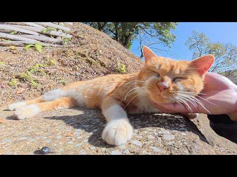 ドロボー髭の茶シロ猫がダムのほとりで日光浴をしていた(YouTube)