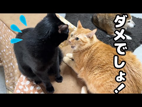大好きな兄猫にしつこくしてしまい、文句を言われて反省する黒猫くん(YouTube)
